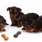 Hundefutter für Allergiker von Sanoro