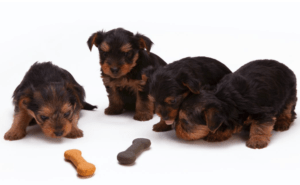 Hundefutter für Allergiker von Sanoro