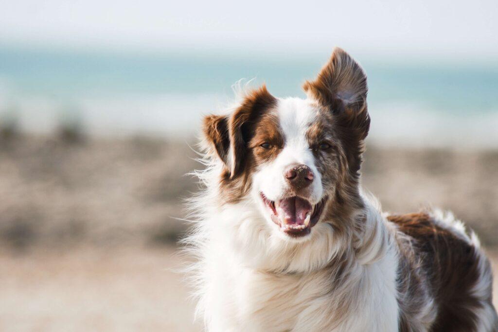 Dörrfleisch Hund